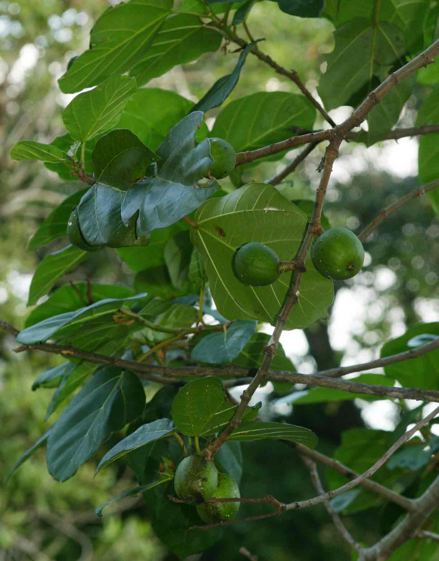 Ficus vallis-choudae