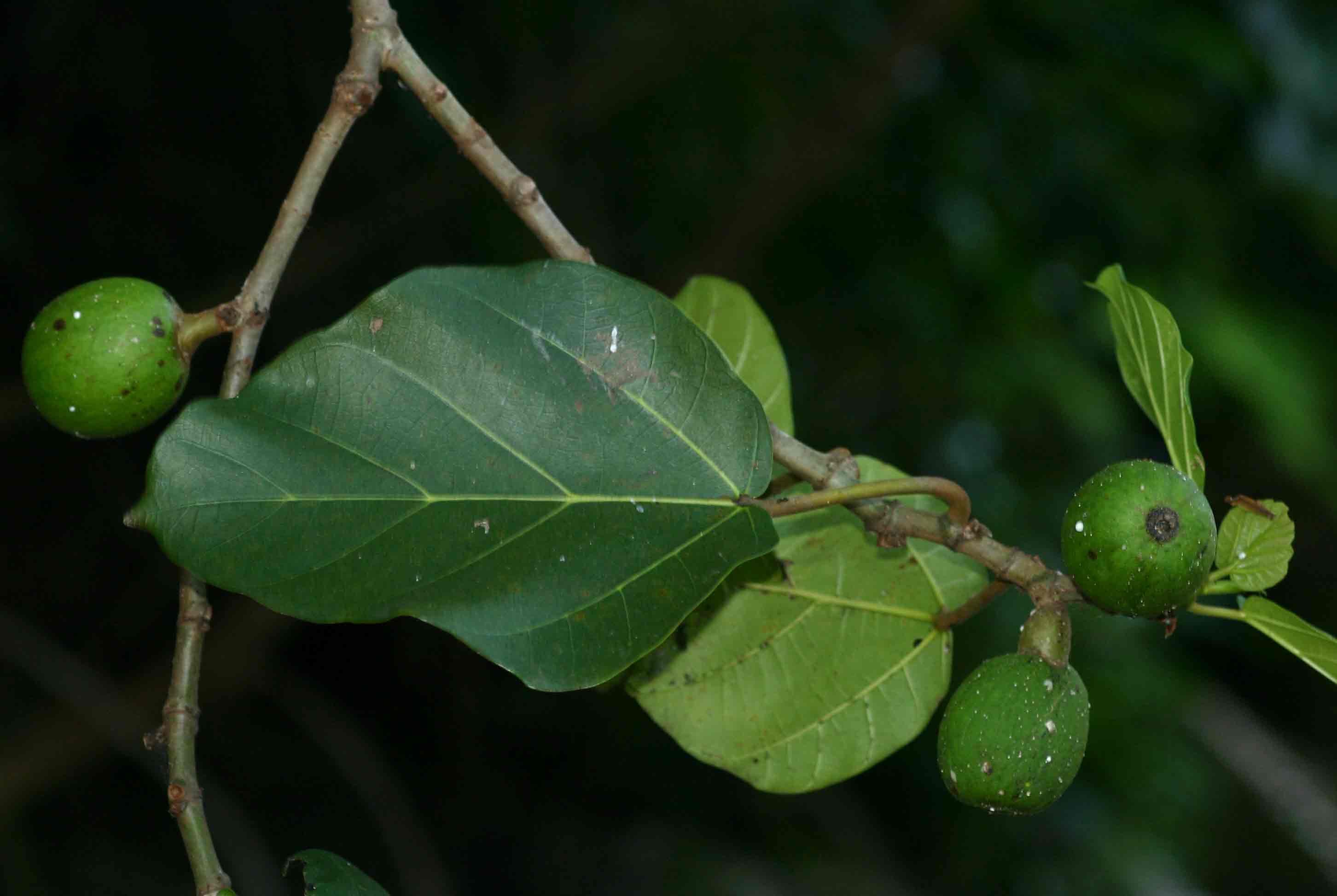 Ficus vallis-choudae