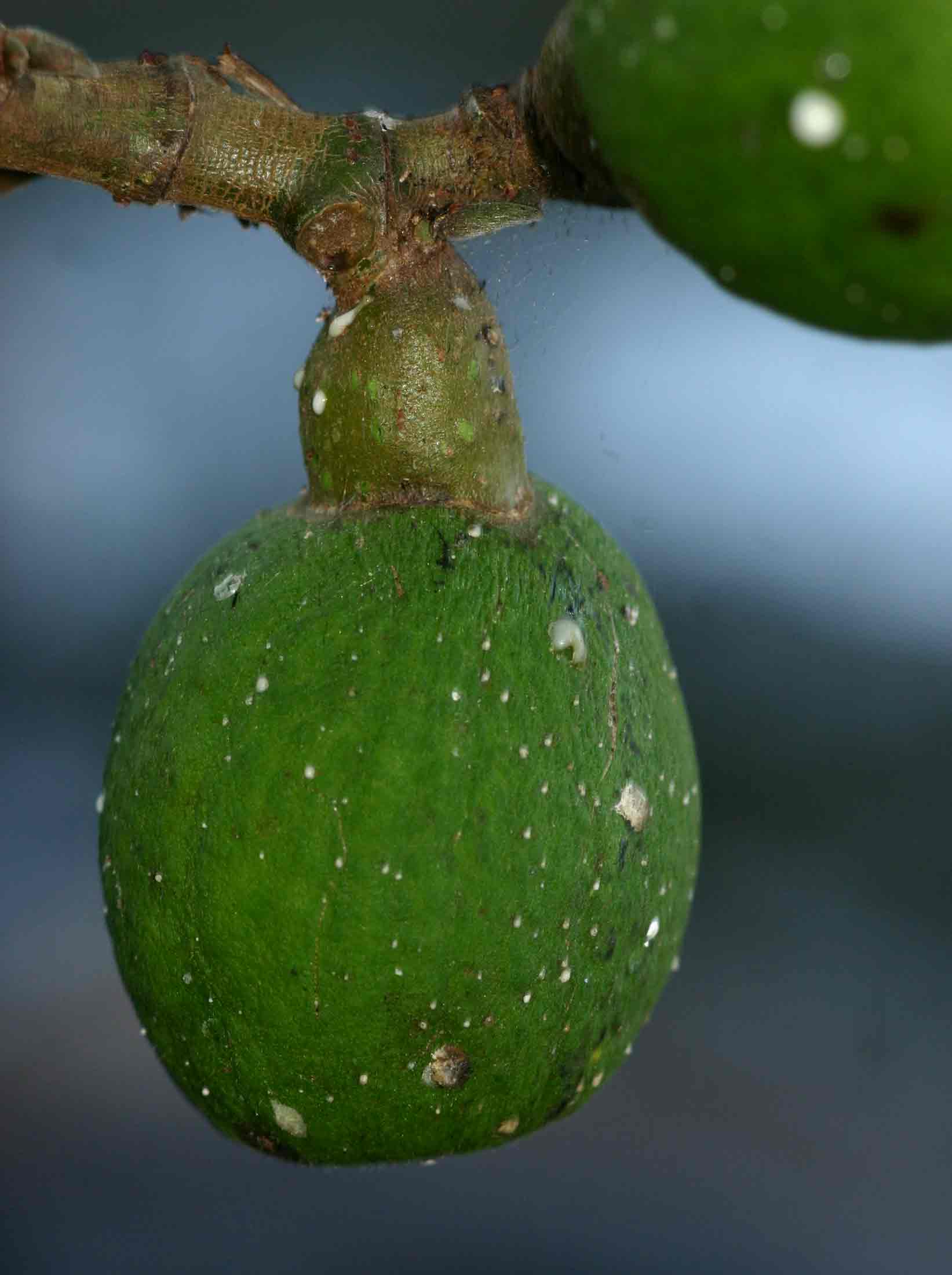 Ficus vallis-choudae