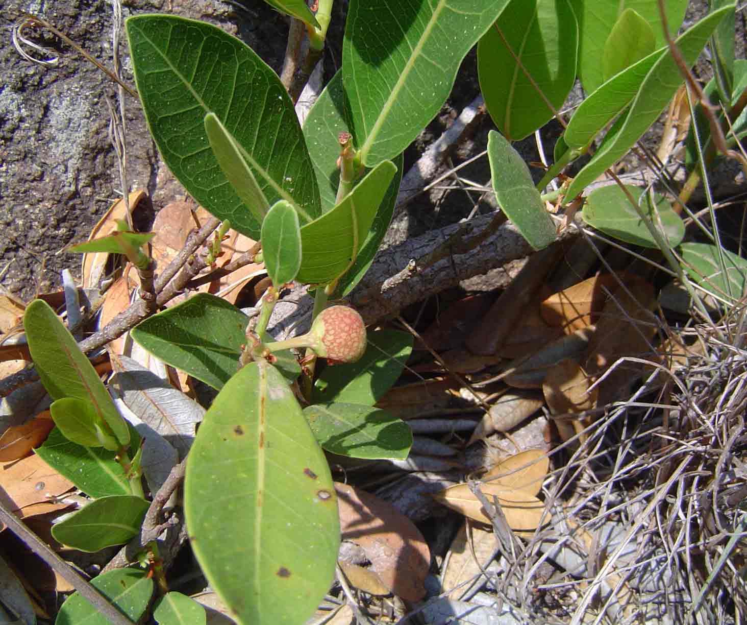 Ficus verruculosa