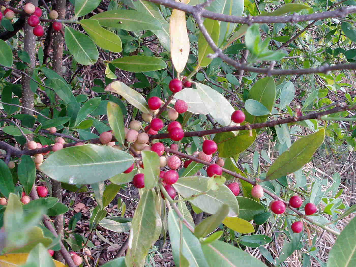 Ficus verruculosa