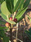 Ficus verruculosa