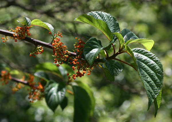 Urera hypselodendron