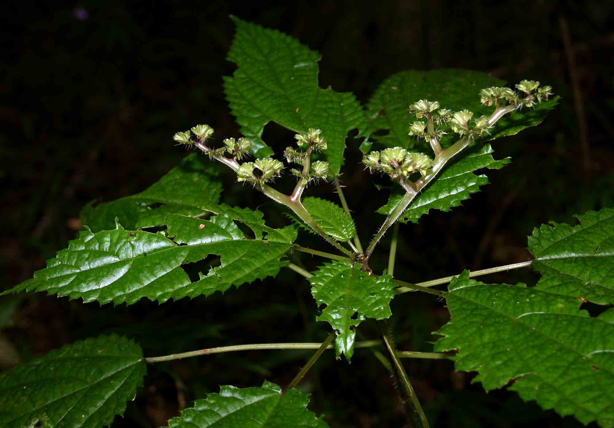 Laportea alatipes