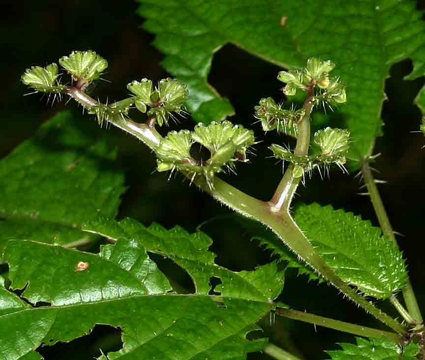 Laportea alatipes