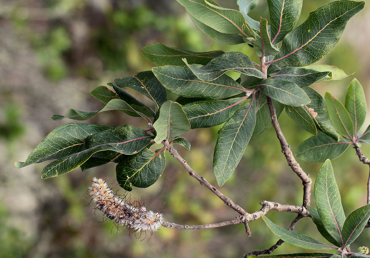 Faurea rochetiana