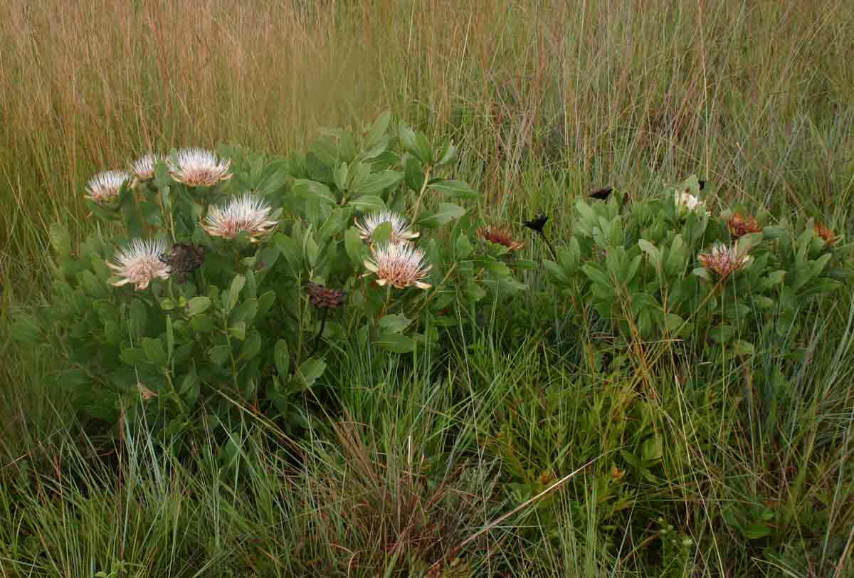 Protea angolensis var. angolensis