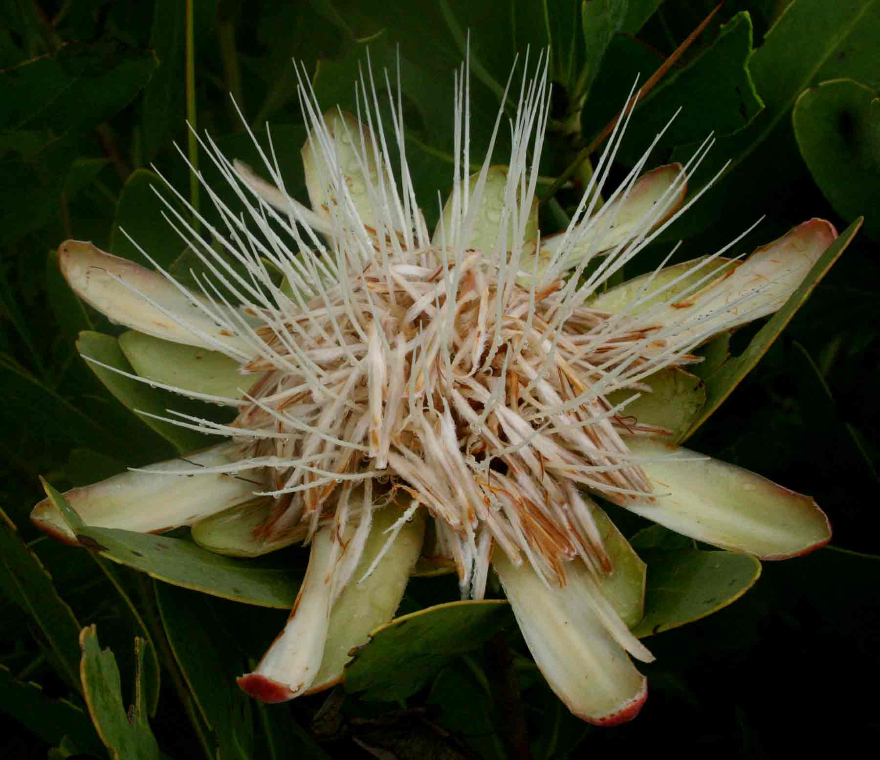 Protea angolensis var. angolensis