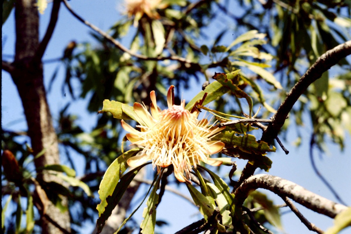 Protea petiolaris subsp. elegans Protea petiolaris subsp. elegans