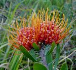 Leucospermum saxosum