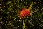 Leucospermum saxosum