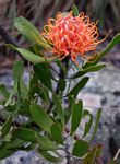 Leucospermum saxosum