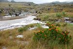 Leucospermum saxosum