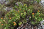 Leucospermum saxosum