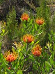 Leucospermum saxosum