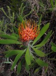 Leucospermum saxosum