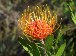 Leucospermum saxosum