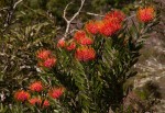 Leucospermum saxosum