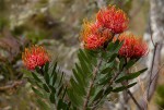 Leucospermum saxosum