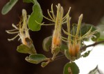 Erianthemum dregei