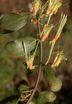 Erianthemum dregei