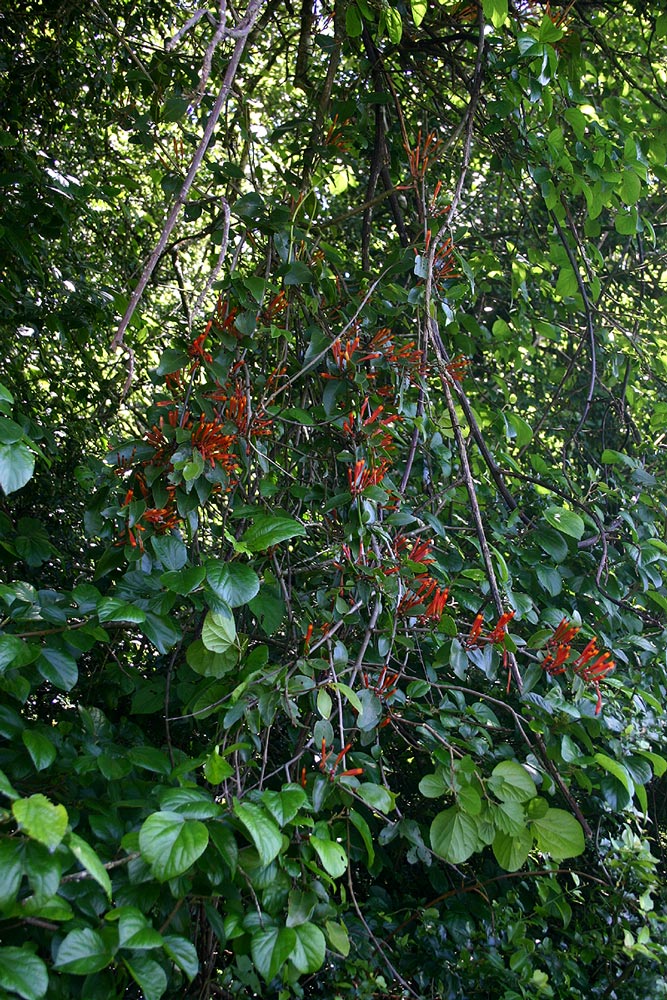 Agelanthus lancifolius