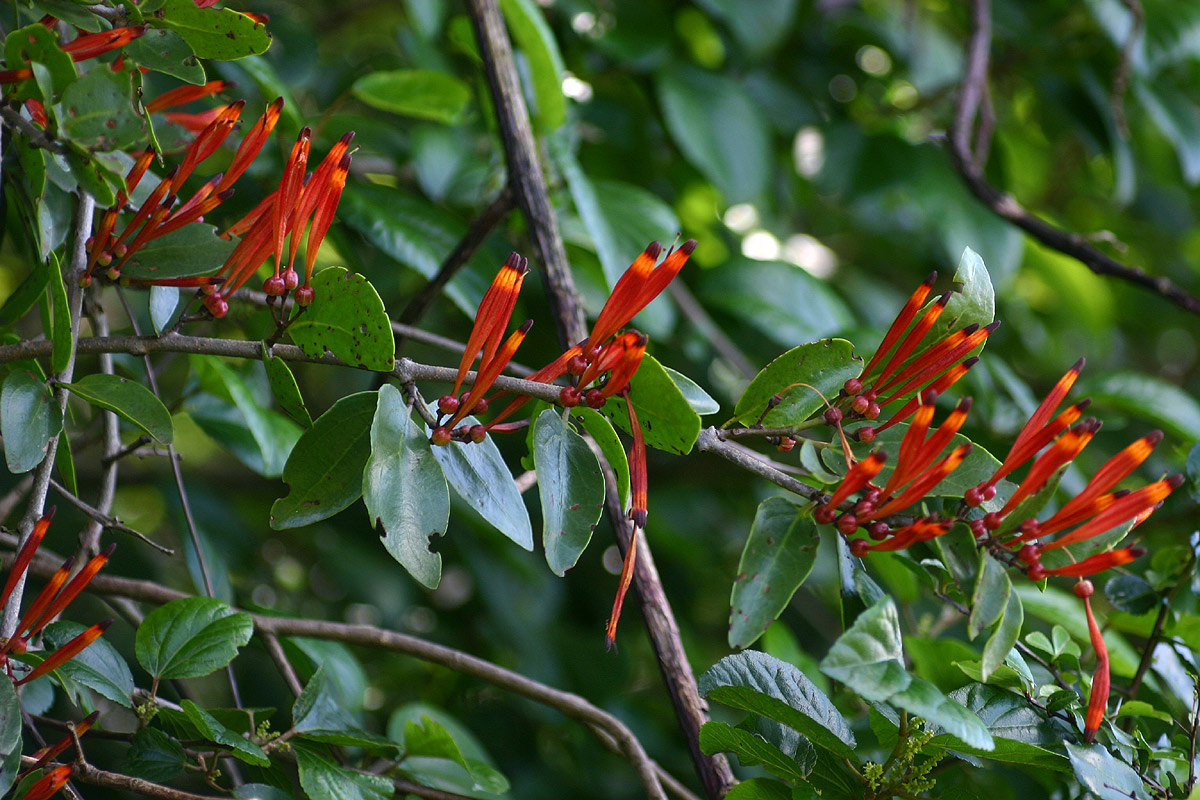 Agelanthus lancifolius