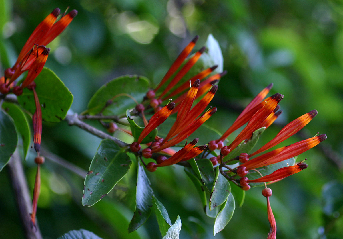 Agelanthus lancifolius