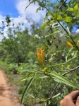 Agelanthus sambesiacus