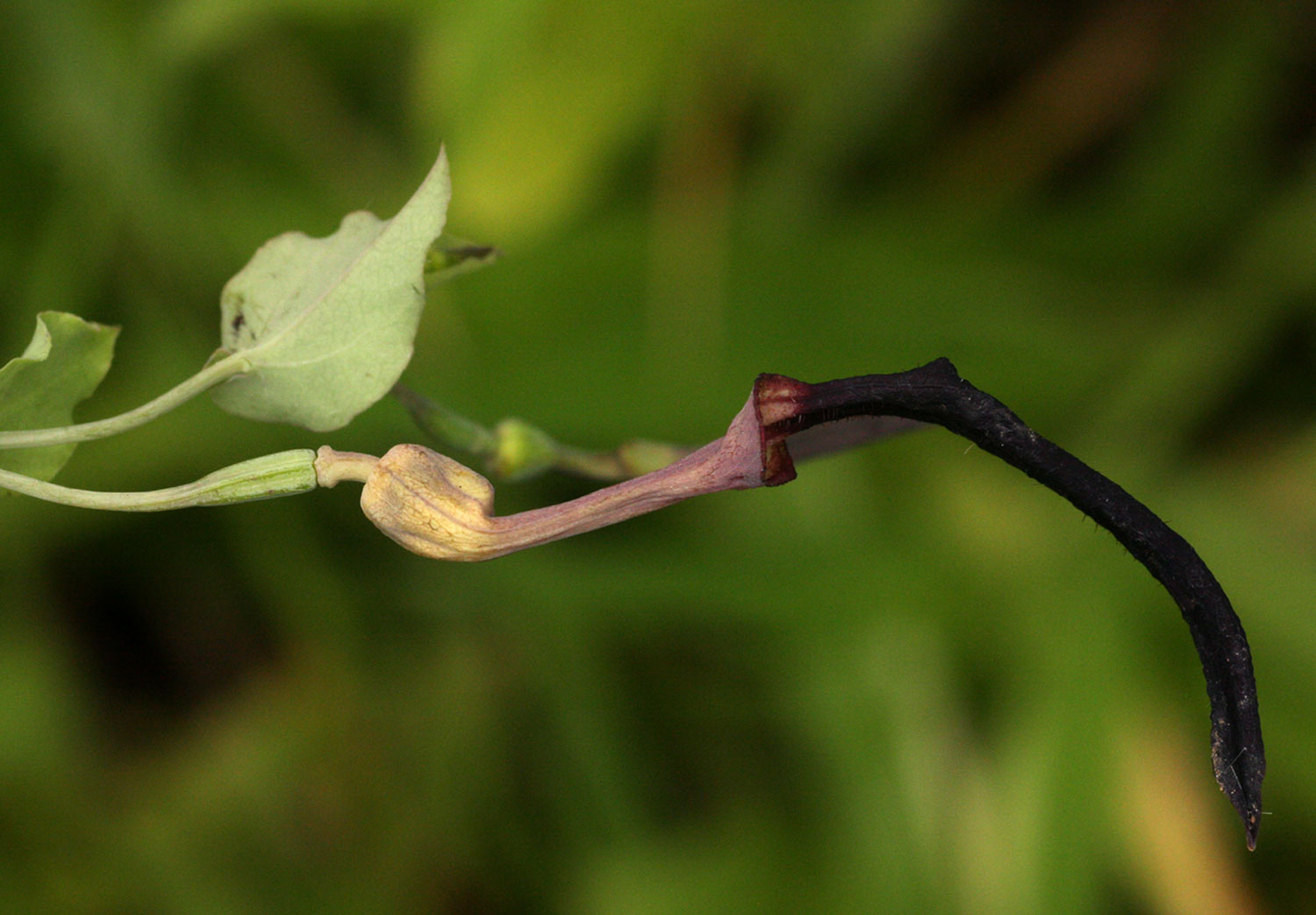 Aristolochia albida