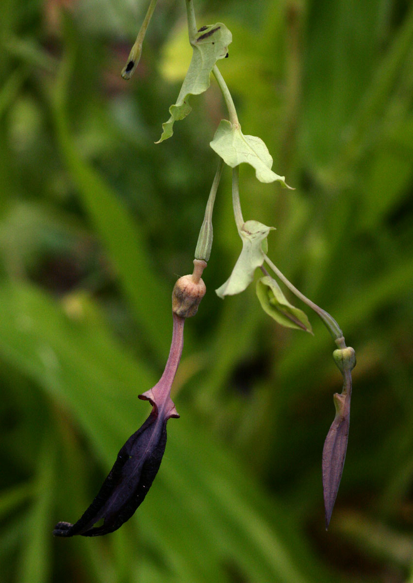 Aristolochia albida