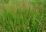 Rumex acetosella subsp. angiocarpus