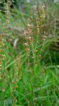 Rumex acetosella subsp. angiocarpus