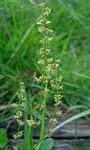 Rumex acetosella subsp. angiocarpus