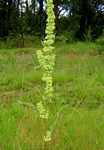 Rumex crispus