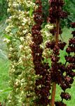 Rumex crispus