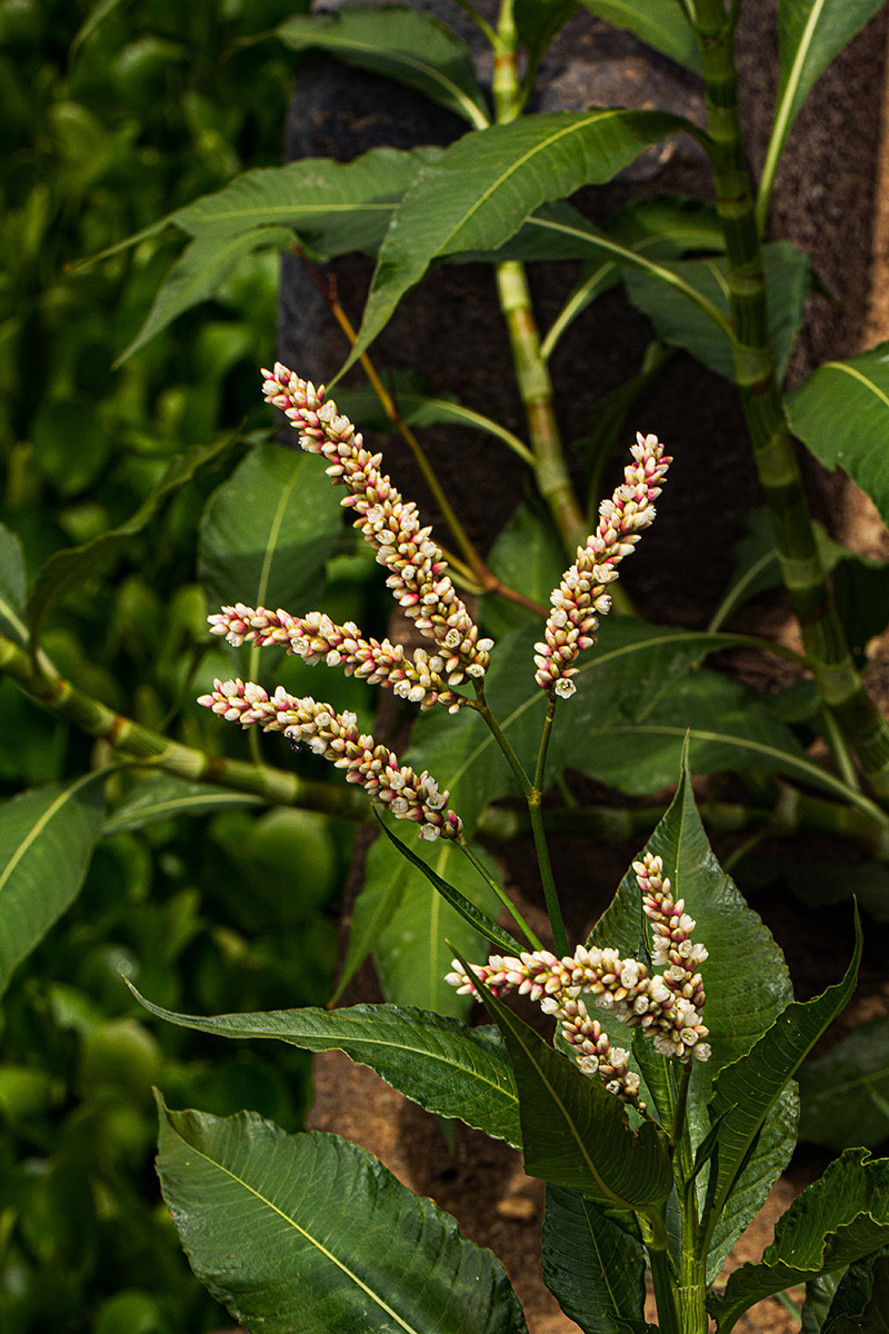 Persicaria senegalensis