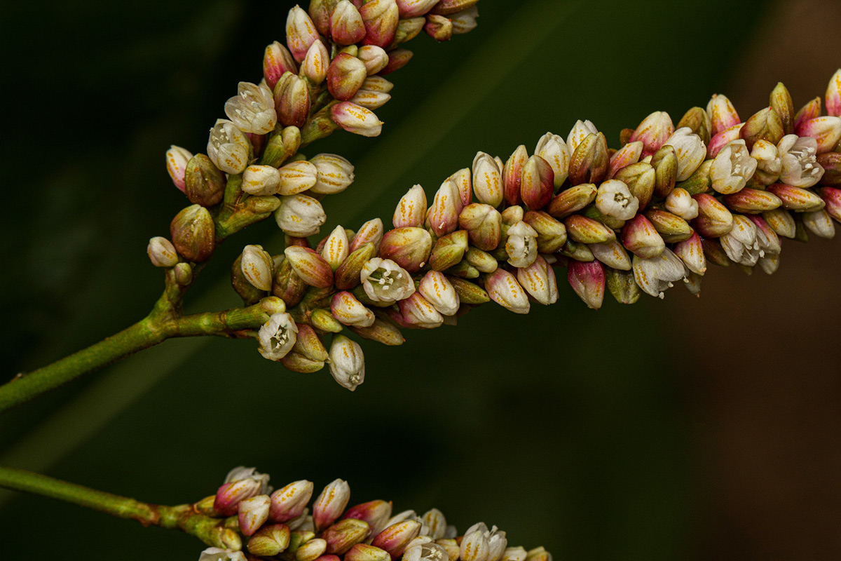 Persicaria senegalensis