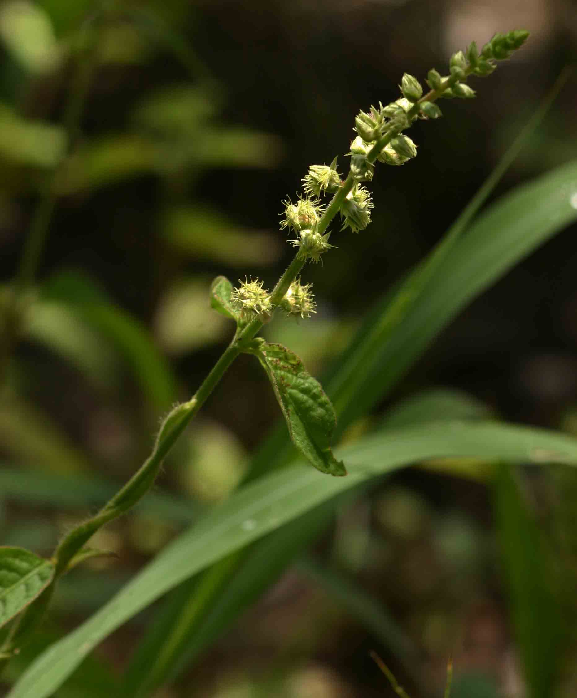 Pupalia lappacea var. velutina