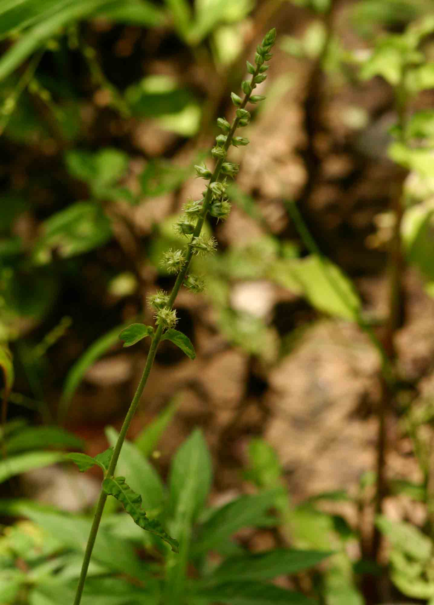 Pupalia lappacea var. velutina