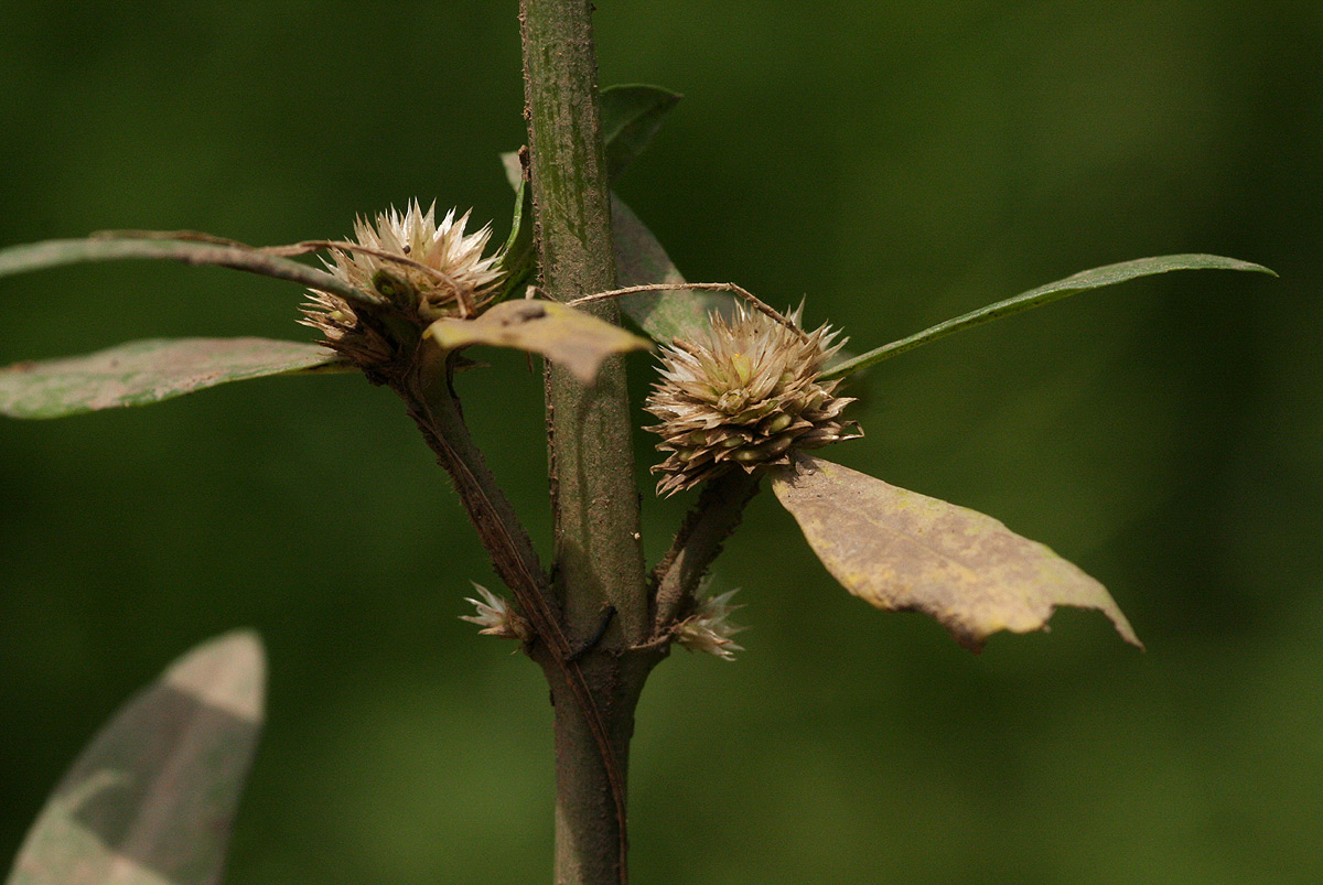 Alternanthera nodiflora