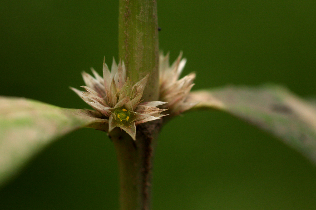 Alternanthera nodiflora