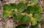 Alternanthera pungens