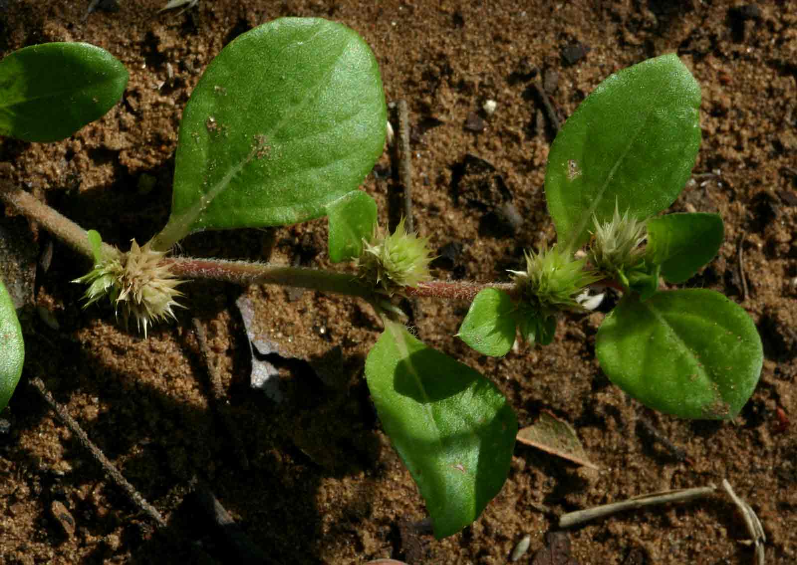 Alternanthera pungens