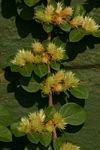 Alternanthera pungens