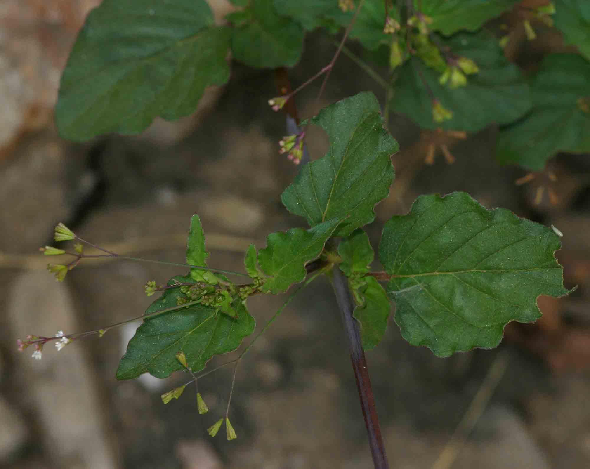 Boerhavia erecta