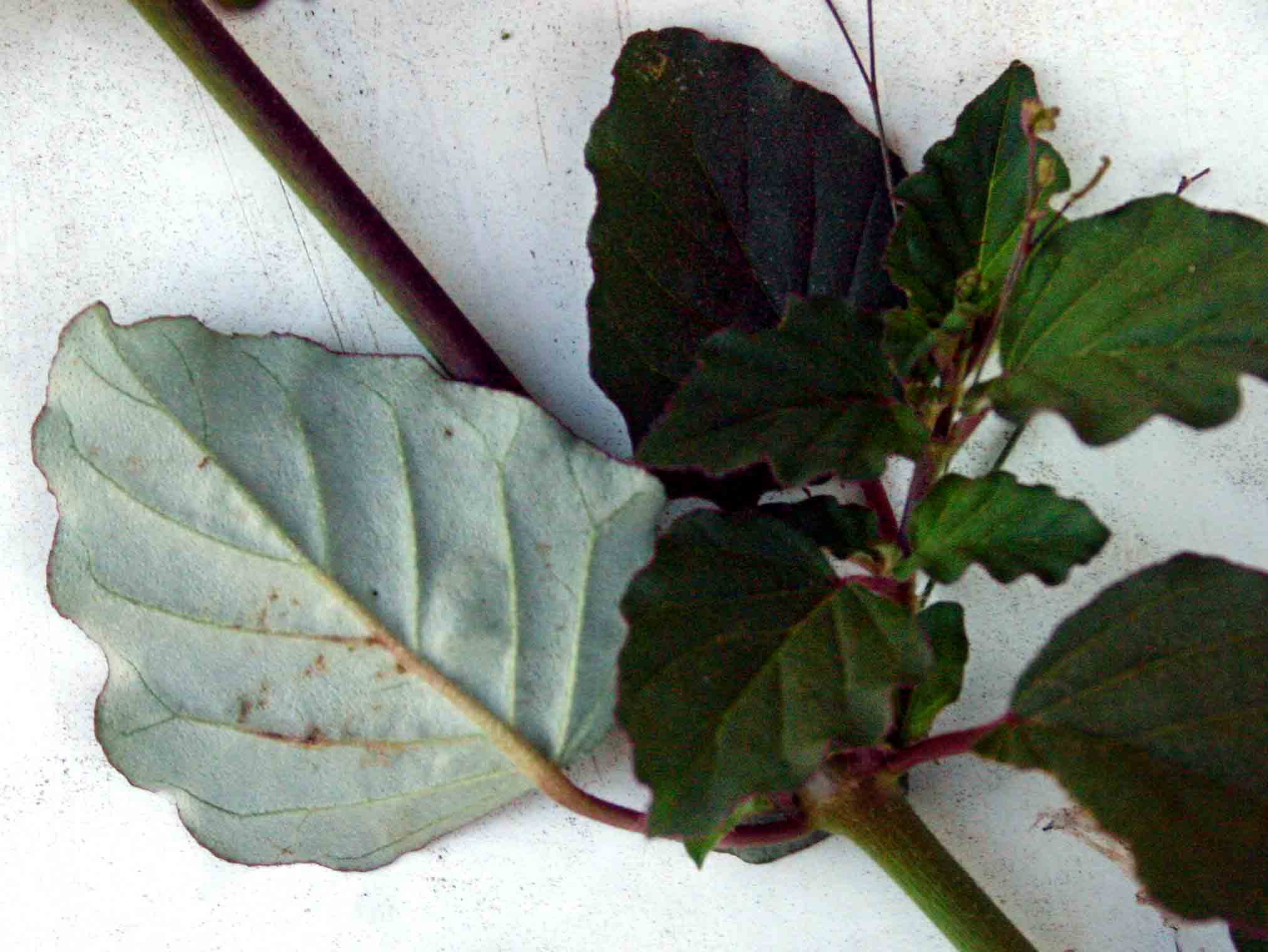 Boerhavia erecta