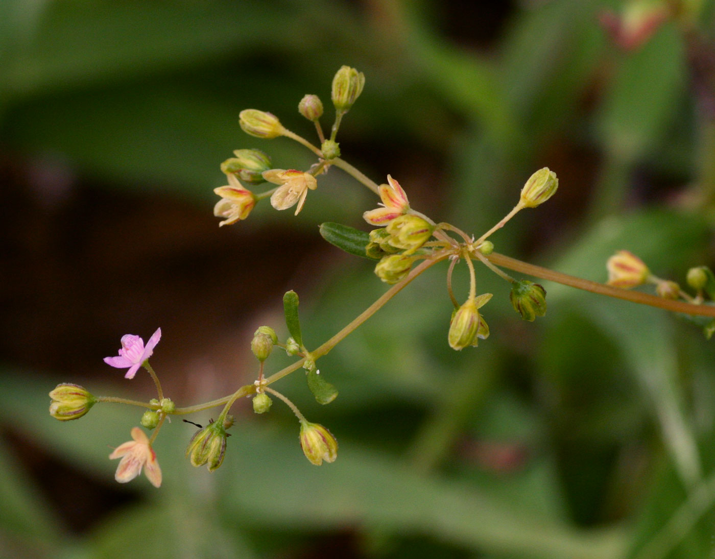 Gisekia africana