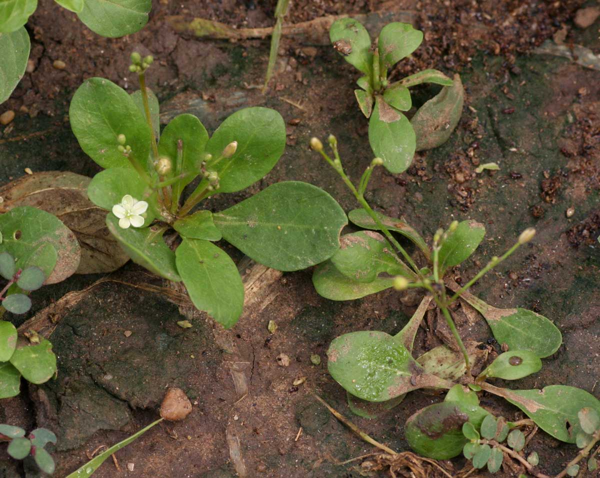 Mollugo nudicaulis