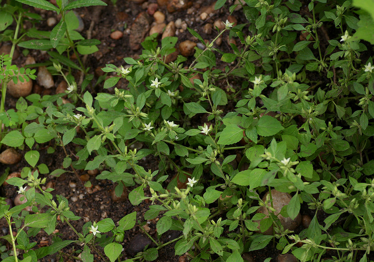 Glinus lotoides var. virens